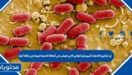 إن لبكتيريا الأمعاء أشيريشيا كولاي التي تعيش في أمعائنا أهمية كبيرة في بقائنا أحياء