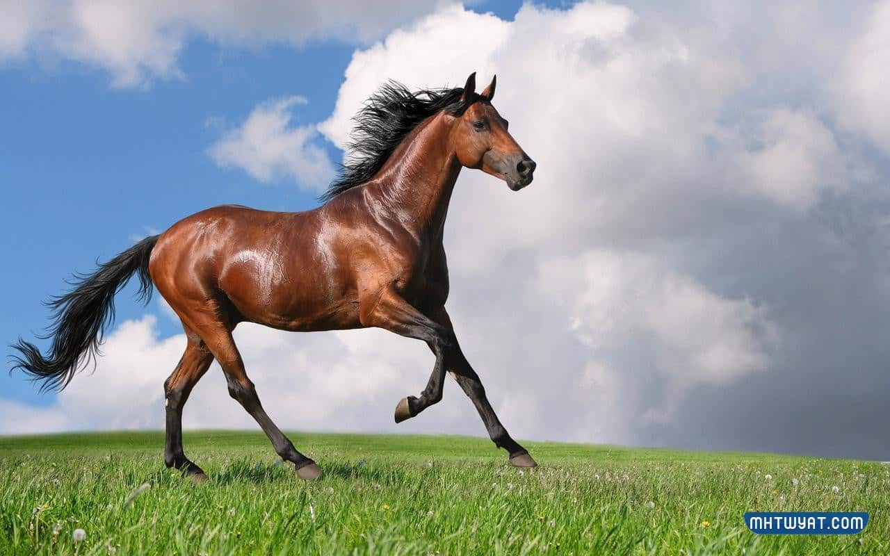 اجمل الصور للخيول العربية الاصيلة