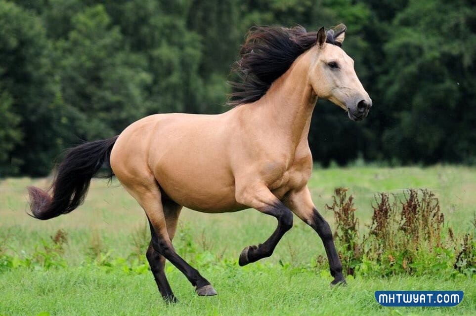 اجمل الصور للخيول العربية الاصيلة