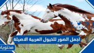 اجمل الصور للخيول العربية الاصيلة