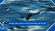 التوتر السطحي خاصية تمكن الحشرات من المشي فوق سطح الماء