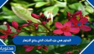 الجذور هي جزء النبات الذي ينتج الازهار