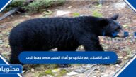 الدب الكسلان رغم تشابهه مع أفراد الجنس ursus وهما الدب