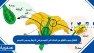 انتقال حبوب اللقاح من المتك الى الميسم في الازهار يسمى التبرعم