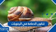  تتكون الدعامة في الرخويات