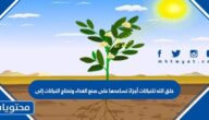خلق الله للنباتات أجزاءً تساعدها على صنع الغذاء وتحتاج النباتات إلى
