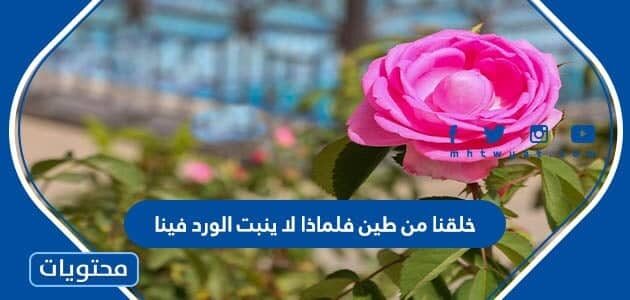 خلقنا من طين فلماذا لا ينبت الورد فينا