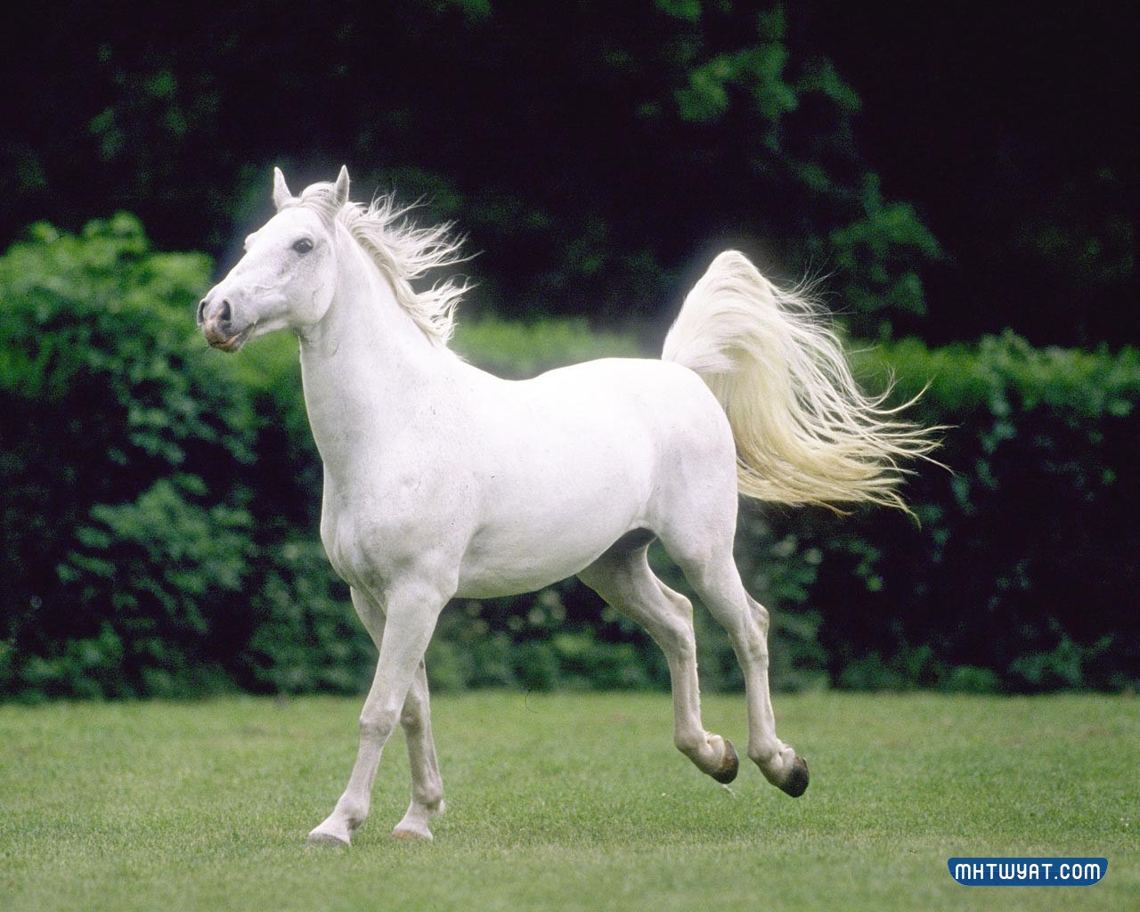 خيول عربية أصيلة بيضاء فخمة