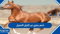 شعر بدوي عن الخيل الاصيل