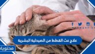 علاج عث القطط من الصيدلية البشرية