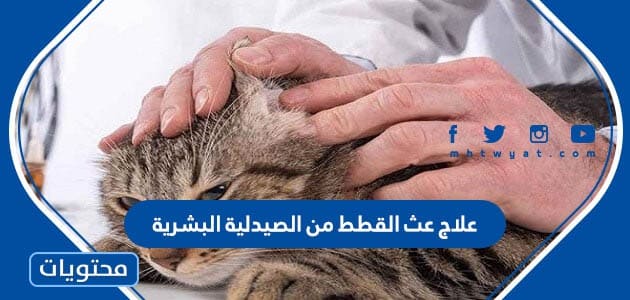 علاج عث القطط من الصيدلية البشرية