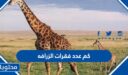 كم عدد فقرات الزرافه