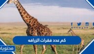 كم عدد فقرات الزرافه