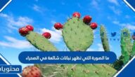 ما الصورة التي تظهر نباتات شائعة في الصحراء