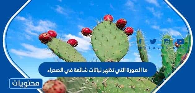 ما الصورة التي تظهر نباتات شائعة في الصحراء