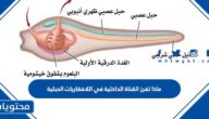 ماذا تفرز القناة الداخلية في اللافقاريات الحبلية