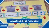 مطوية عن دورة حياة النبات جاهزة للطباعة