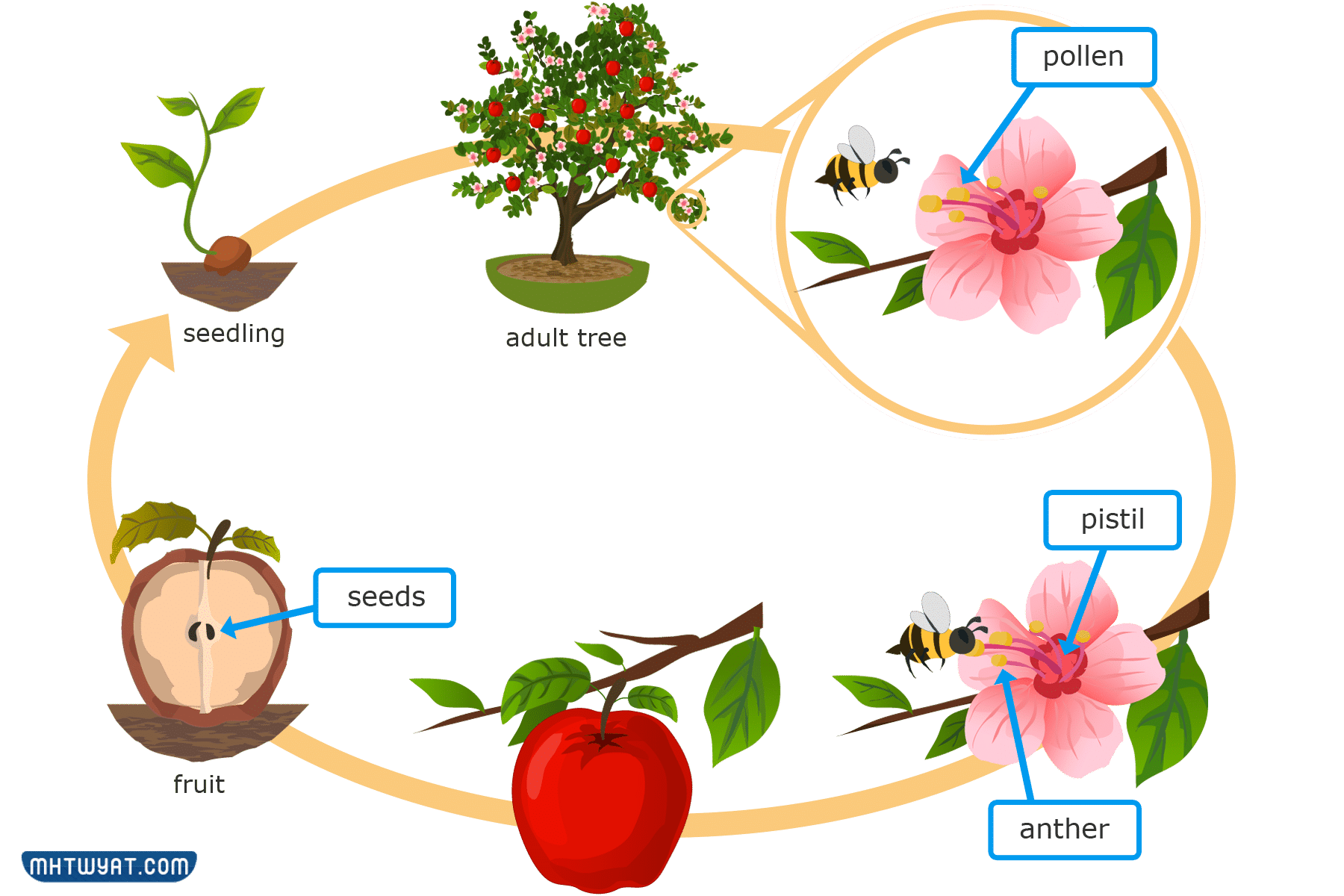  مطوية عن مراحل نمو النباتات 