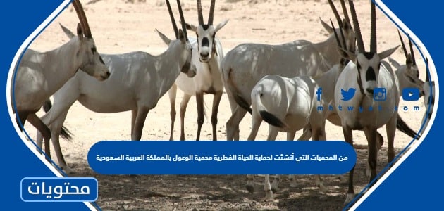 من المحميات التي أنشئت لحماية الحياة الفطرية محمية الوعول بالمملكة العربية السعودية