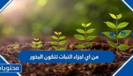 من اي اجزاء النبات تتكون البذور