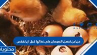 من اين تحصل الصيصان على غذائها قبل ان تفقس