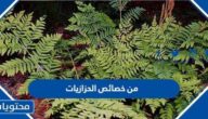 من خصائص الحزازيات
