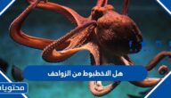 هل الاخطبوط من الزواحف