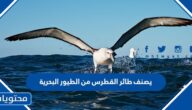 يصنف طائر القطرس من الطيور البحرية