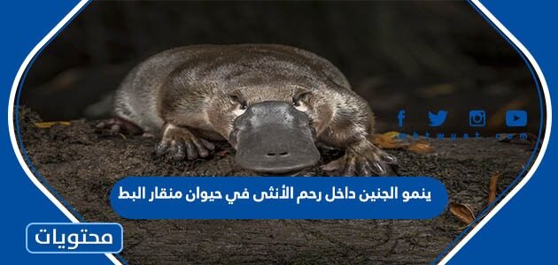ينمو الجنين داخل رحم الأنثى في حيوان منقار البط