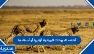 أشاهد الحيوانات البرية ولا أؤذيها أو أصطادها