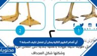 أي أقدام الطيور التالية يمكن أن تفضل تكيف السباحة ؟