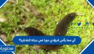 أي مما يأتي لايؤدي دورا في حركة البلاناريا؟