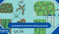 الخلايا البرنشيمية parenchyma cells خلايا رقيقة الجدران.