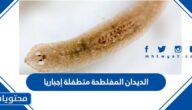 الديدان المفلطحة متطفلة إجباريا