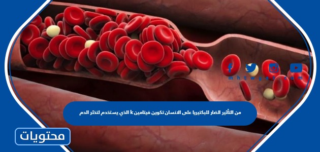 الذي يستخدم لتخثر الدم k من التأثير الضار للبكتيريا على الانسان تكوين فيتامين