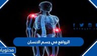 الروافع في جسم الانسان