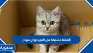 القطط مشتركة في النوع مع اي حيوان