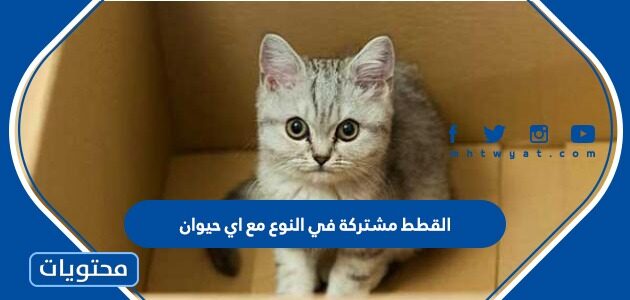 القطط مشتركة في النوع مع اي حيوان