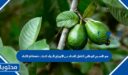 اللحاء phloem هو النسيج الوعائي الناقل للغذاء من الأوراق لأجزاء النبات.