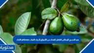 اللحاء phloem هو النسيج الوعائي الناقل للغذاء من الأوراق لأجزاء النبات.