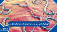 الهيكل المائي في أجسام الديدان الأسطوانية يعمل على
