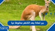 برر لماذا يعد الكنغر مخلوقا حيا