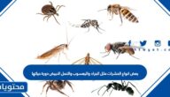 بعض انواع الحشرات مثل الجراد واليعسوب والنمل الابيض دورة حياتها