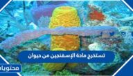 تستخرج مادة الإسفنجين من حيوان