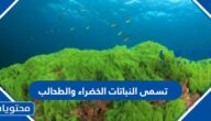 تسمى النباتات الخضراء والطحالب