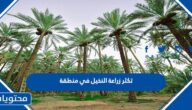 تكثر زراعة النخيل في منطقة