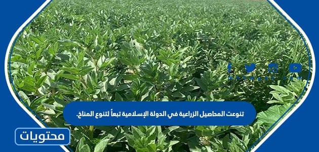 تنوعت المحاصيل الزراعية في الدولة الإسلامية تبعاً لتنوع المناخ.