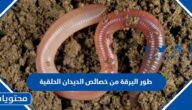 طور اليرقة من خصائص الديدان الحلقية