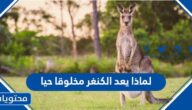 لماذا يعد الكنغر مخلوقا حيا