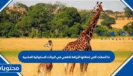 ما الصفات التي تمتلكها الزرافة للتخفي في البيئات الاستوائية العشبية